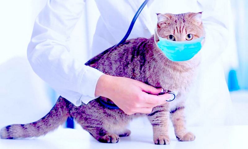 Коронавірус у котів Коронавірус у котів