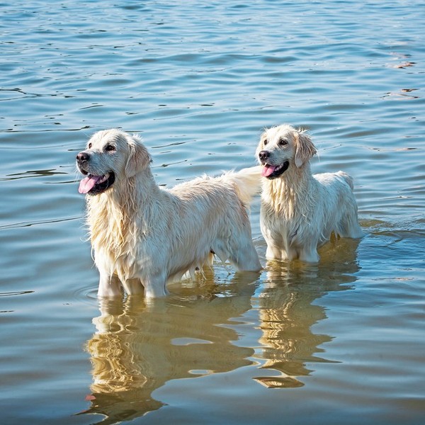 ТОП-10 найкращих собак великих порід для дітей Золотисті ретрівери